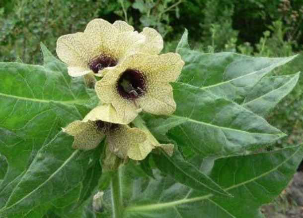 B.C. backs bodies battling bothersome botanicals