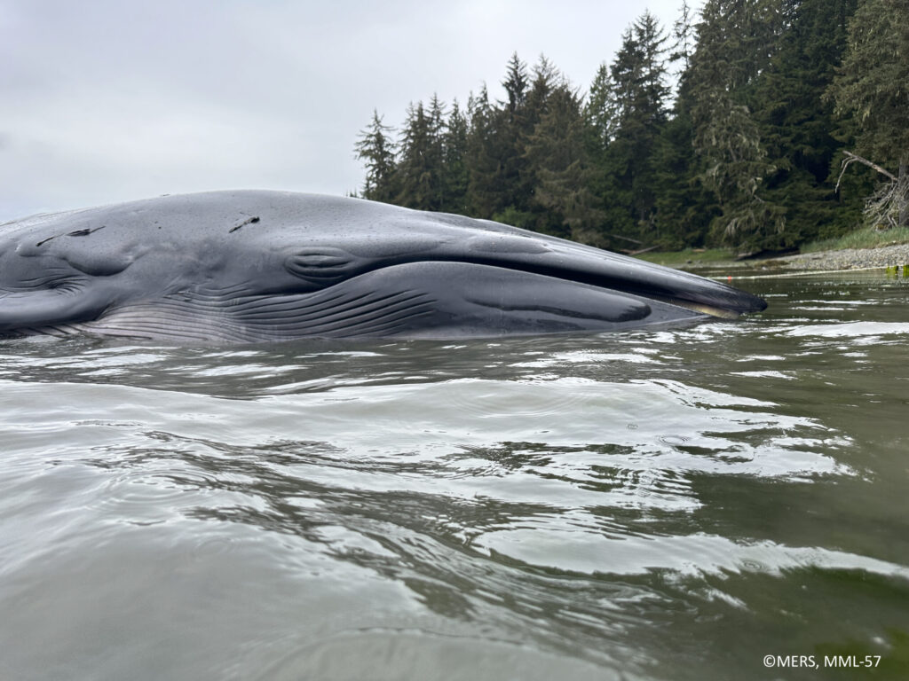 Dead Bryde’s whale found on North Vancouver Island