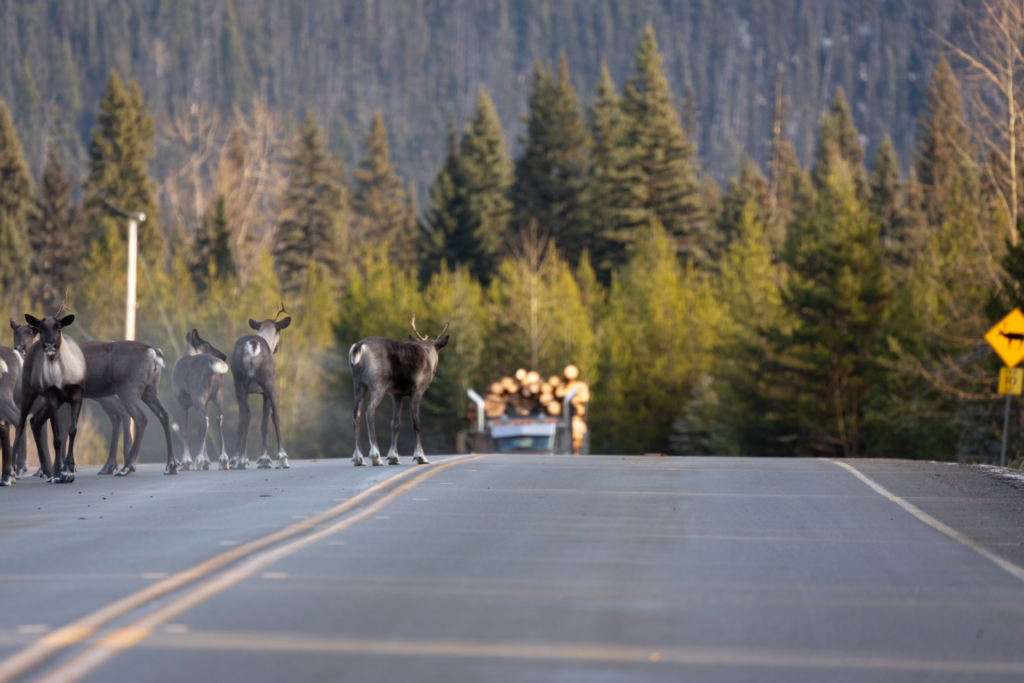 Wildsight applauds commitment to halt logging in caribou habitat