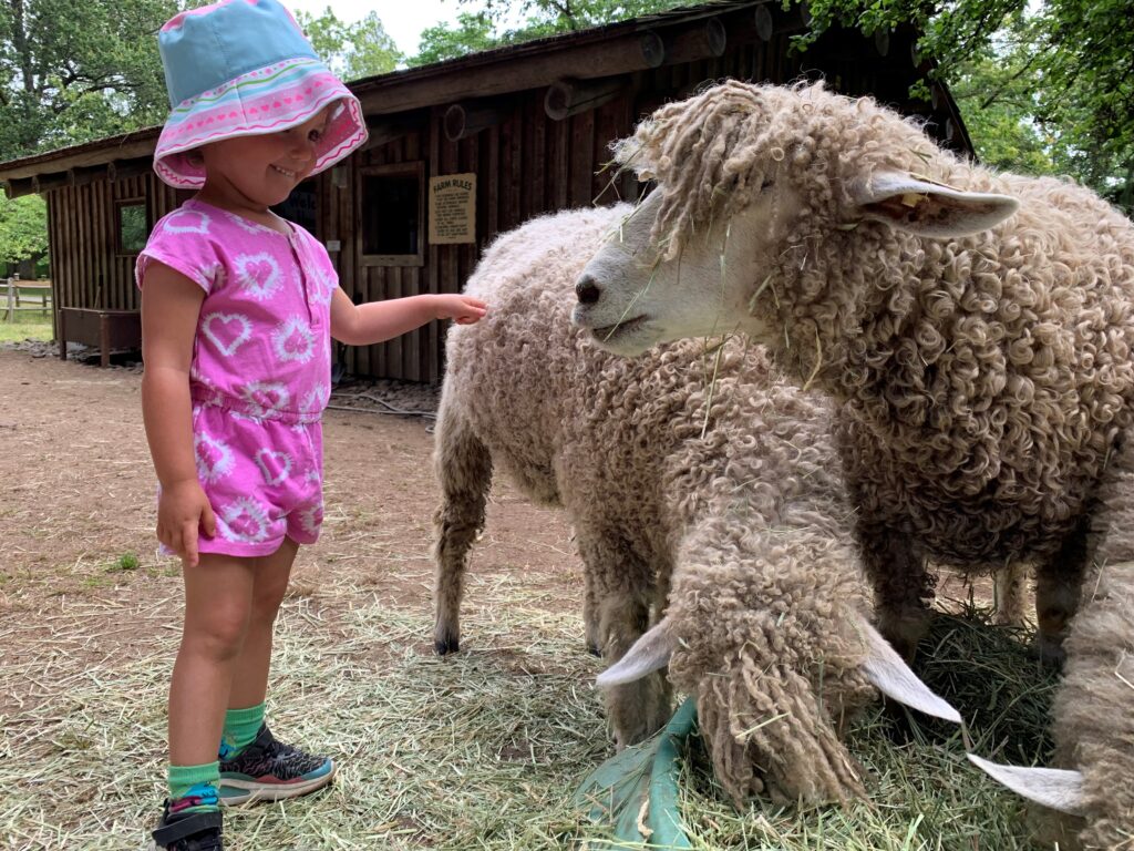 Filberg Parks Hands on Farm opening for the season in early June