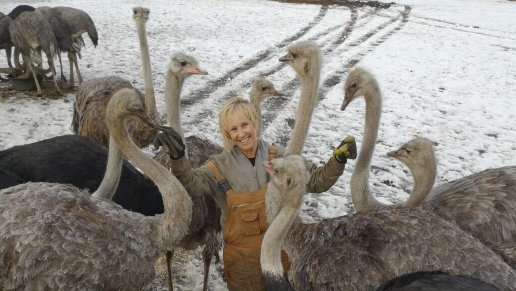 RDCK rejects ostrich carcasses