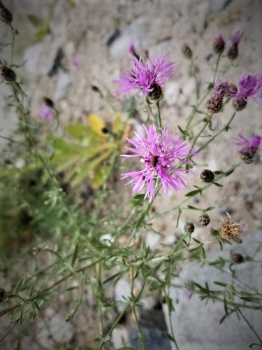 Nearly $3 million invested to groups fighting invasive plants