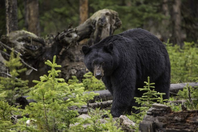 Got bear poop? CNC Forest Research team wants to analyze it