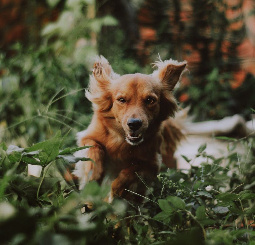 Campbell River opening two temporary off-leash dog parks this summer