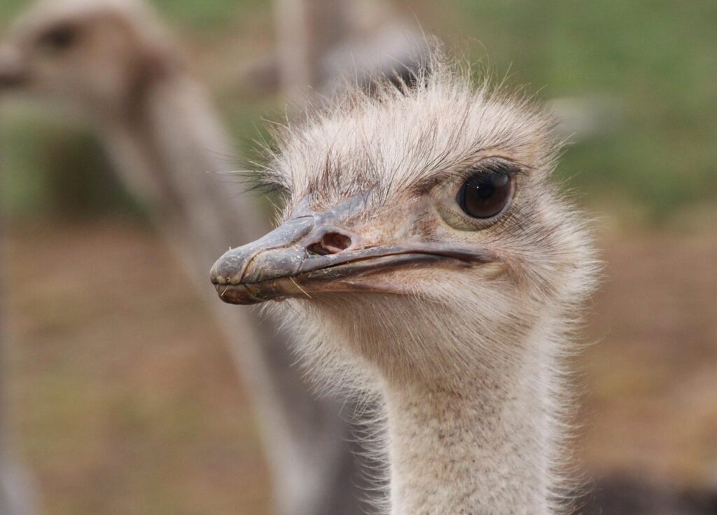 ‘Come and visit our ostriches’ says Universal Ostrich Farm