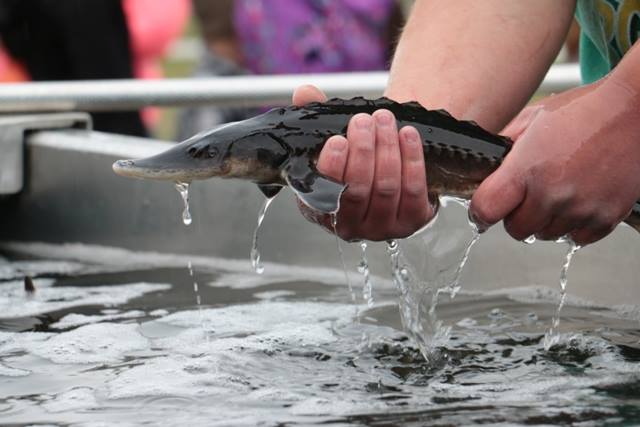 Vanderhoof to host Nechako White Sturgeon release event