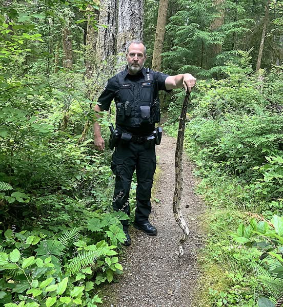 Five-foot-long boa constrictor snake captured north of Comox Thursday