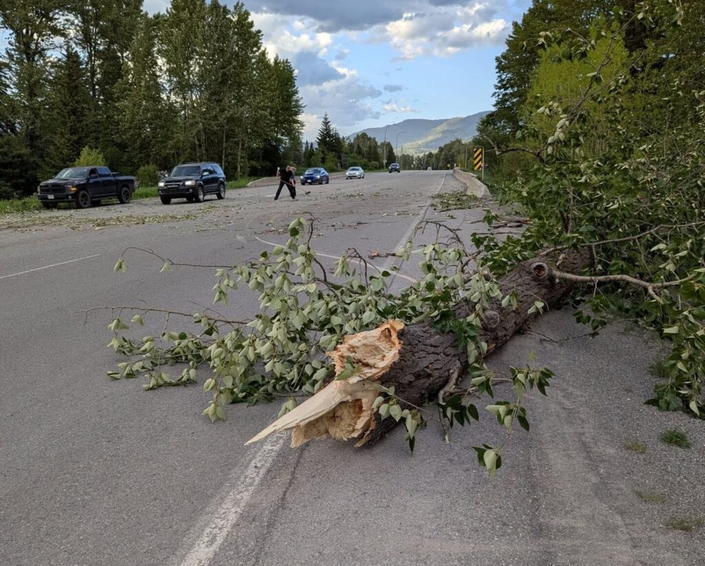 Tree falls on occupied vehicle, family escapes with minor injuries