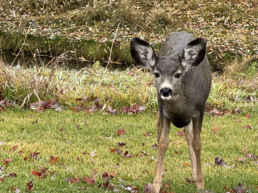 Fawning season may mean aggressive deer