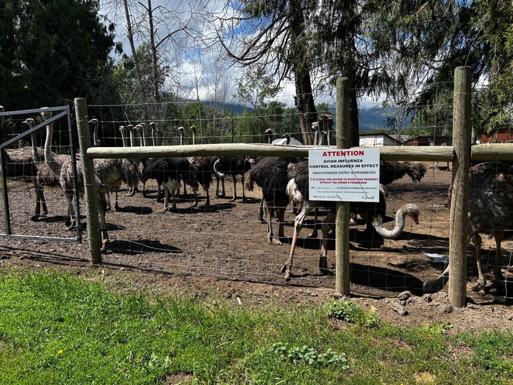 Edgewood Ostriches survive another month