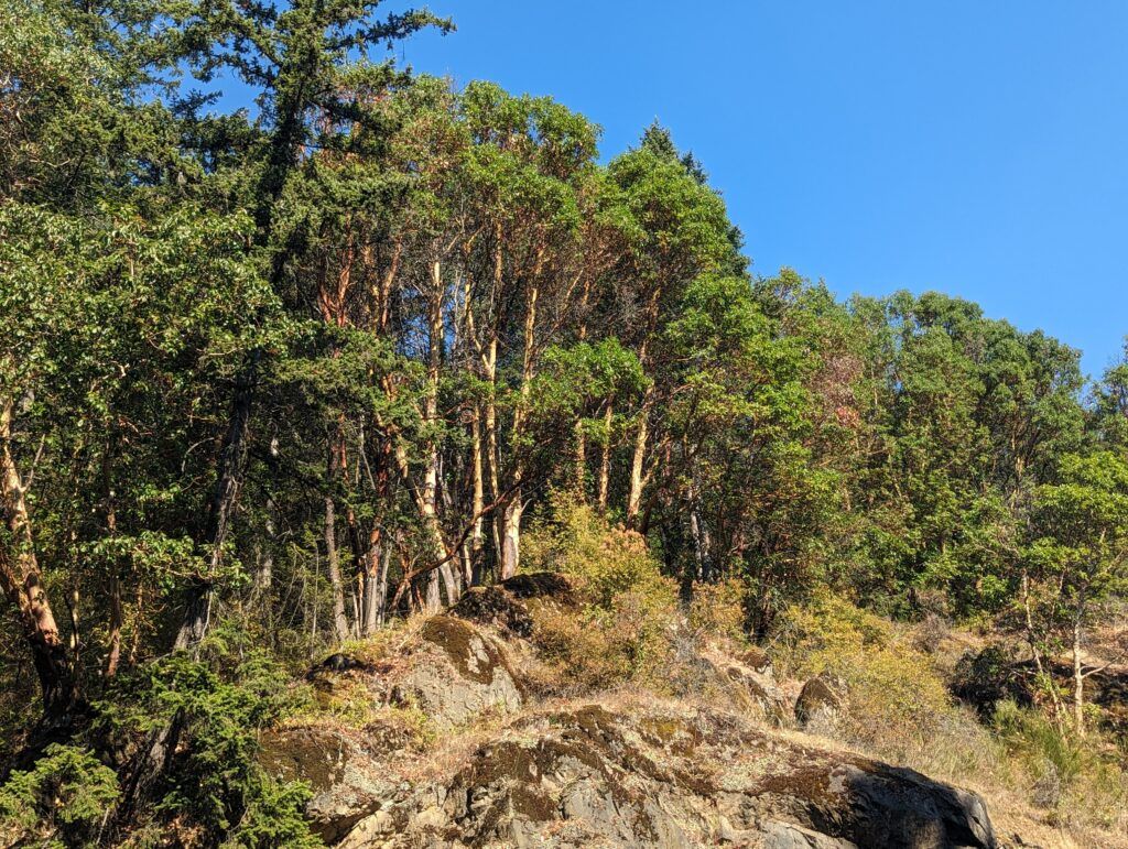 Malahat breaks single-day heat record over the weekend
