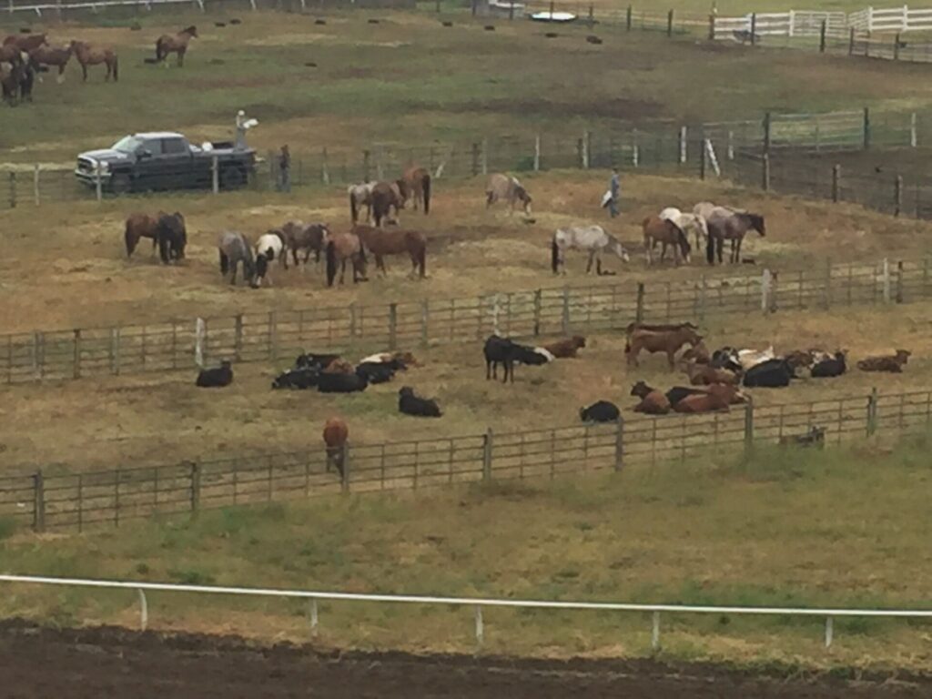 Stampede Weekend & Canada Day Looking Good Weatherwise In The Cariboo