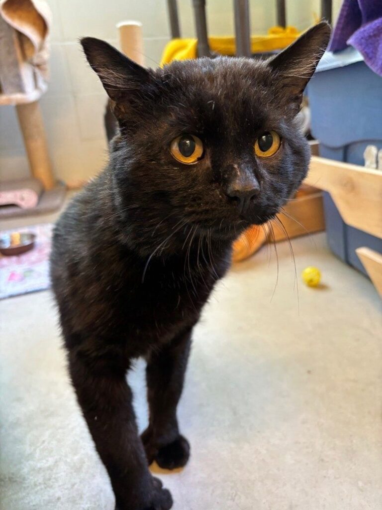 Adopt Winston – a charming mouser from the BCSPCA