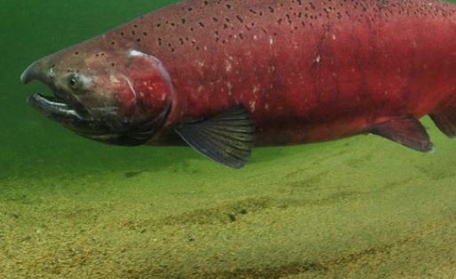 Water flows to increase for fish migration in some Puntledge River areas