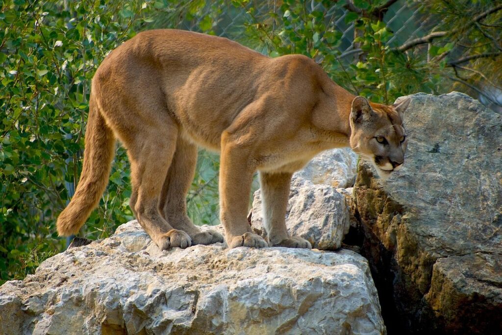 Cougar Sightings in Westridge Subdivision
