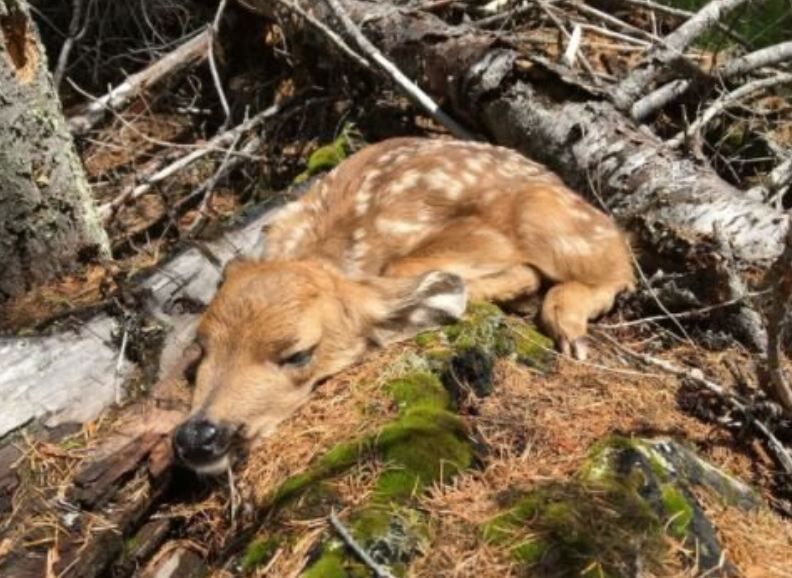 Public Reminded To Not Disturb Fawns They May See Alone
