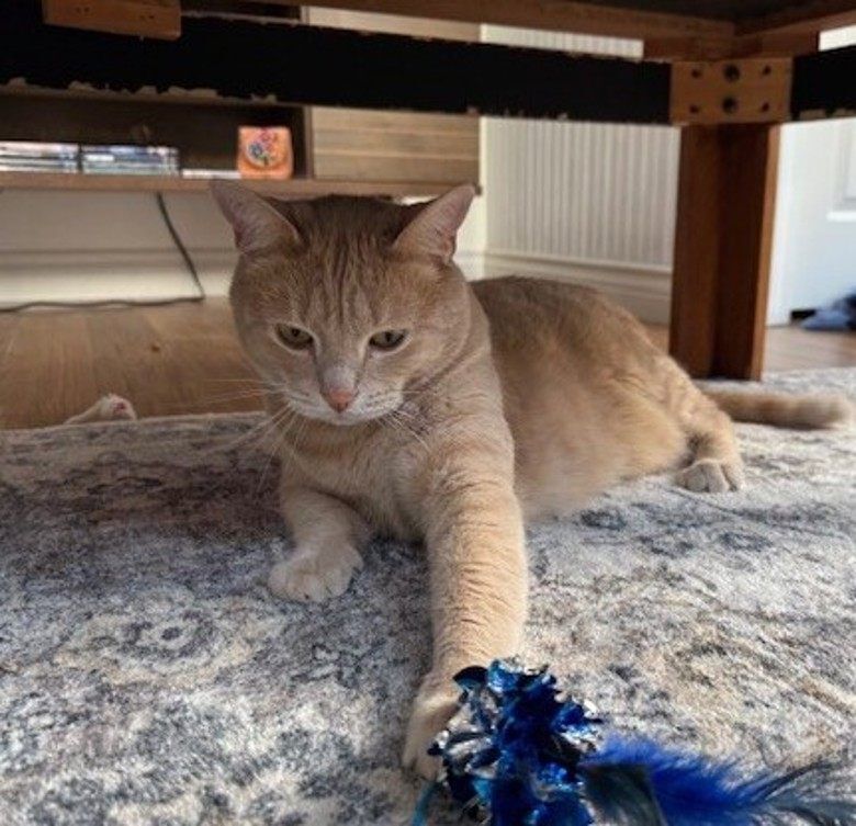 Adopt Finn – the Perfect Family Cat from the BCSPCA