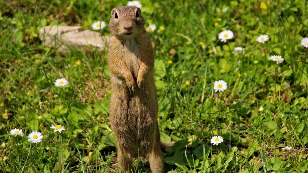 Fernie goes to war against gophers