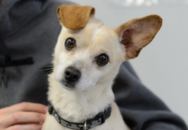 BC SPCA outreach support continuing in Prince George