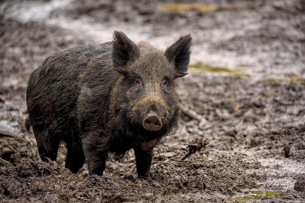 Watch & Report Invasive Pigs To The Invasive Species Council Of BC
