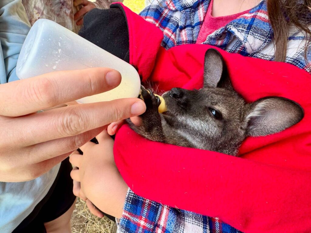 Holly Hill Farm welcomes new animals after recovering from avian flu outbreak