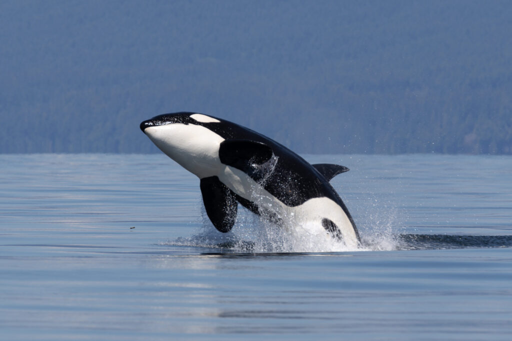 New report urges swift action to save endangered southern resident killer whales