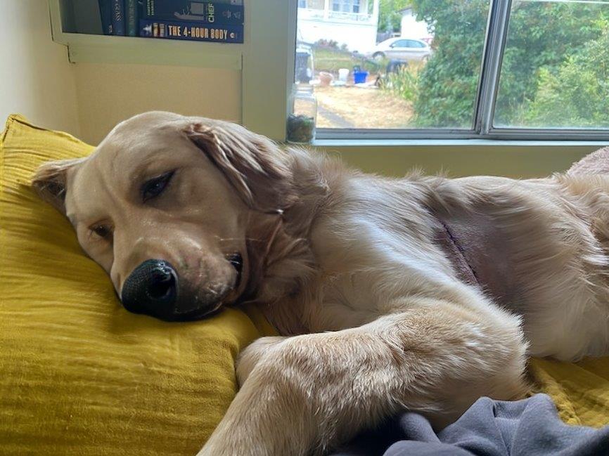 BC SPCA sending reminder about dog harnesses after puppy suffers significant wounds