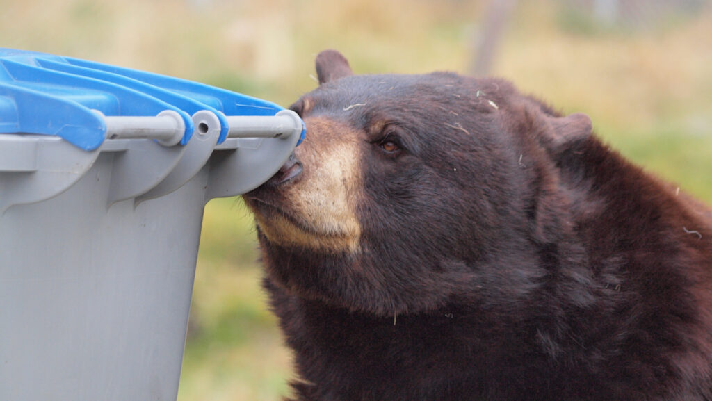 Bear-resistant bins coming to downtown Nelson