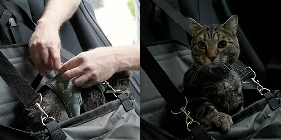 Traveling with pets? Keep them secured, says ICBC and BC SPCA