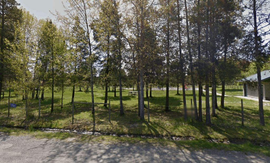 Herbicide application planned for Foster Park to remove invasive blackberry patches