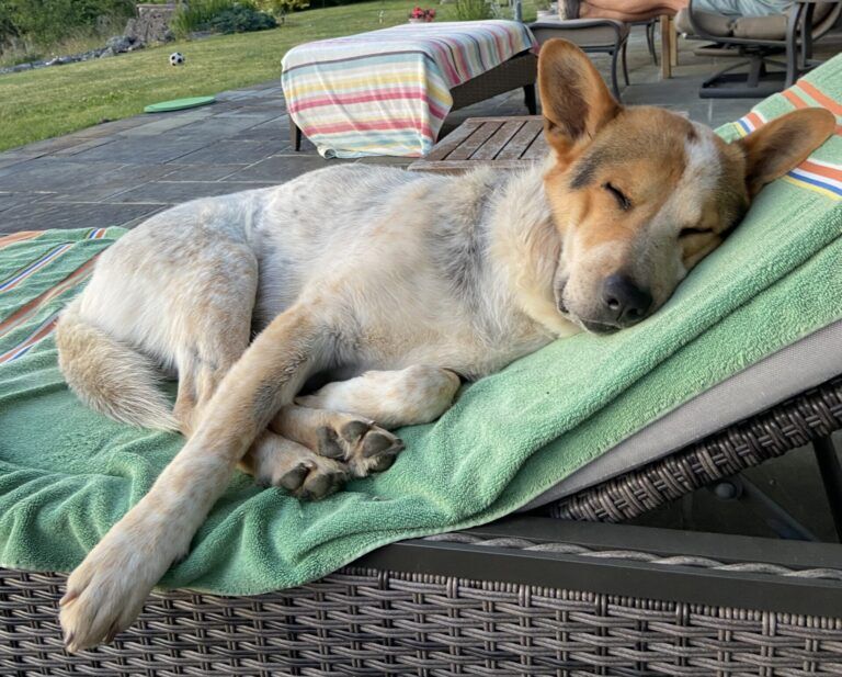 Dog recovering with new family after bear encounter in Northern B.C.