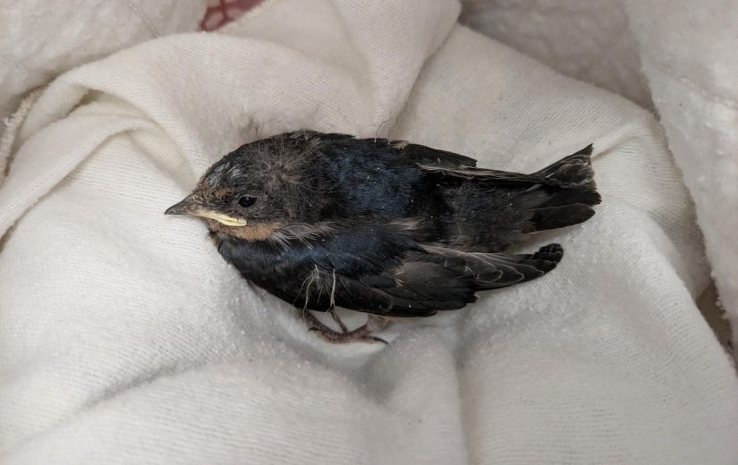 BC SPCA wild animal rehabilitation program marks 60,000th patient 