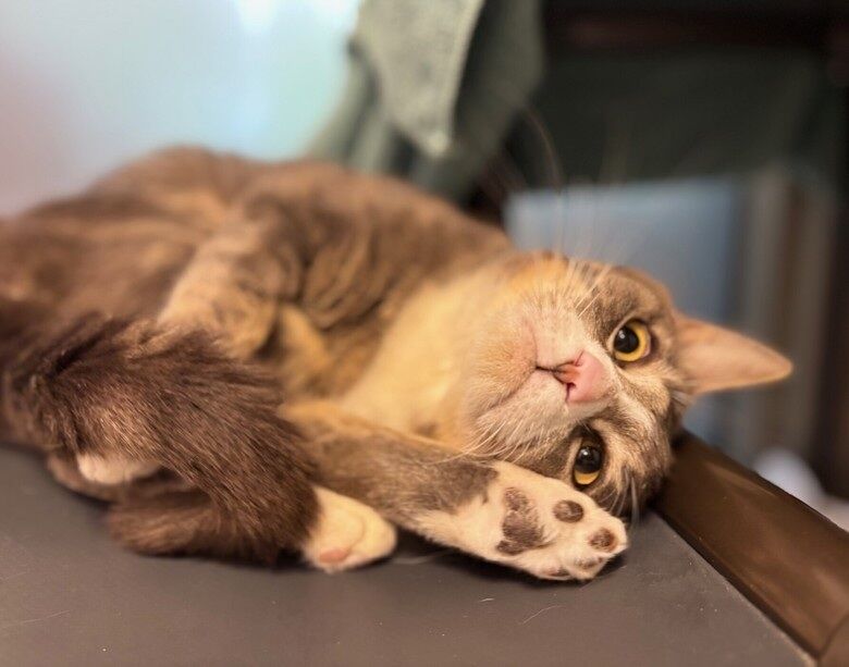 Caspian is this weeks Pet of the Week!