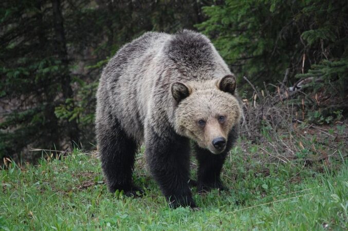 Grizzly bear attack west of Fort Nelson leaves one with non-life-threatening injuries