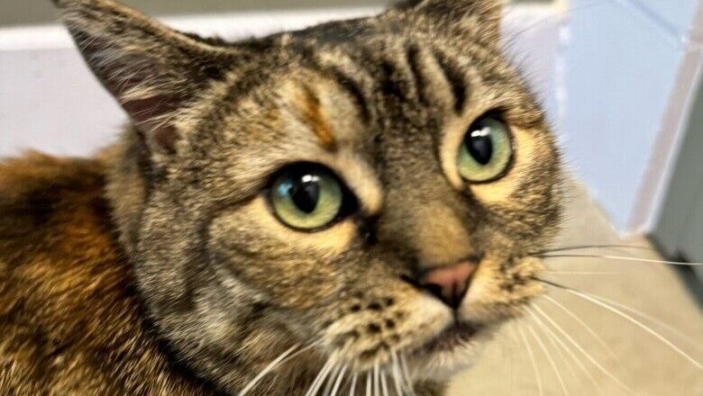 Tubs, a sweetie-pie cat just for you!