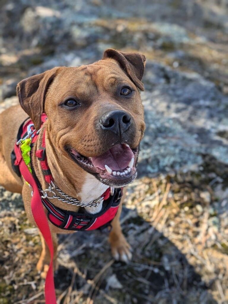 Zoey – a dog with a mix of everything!