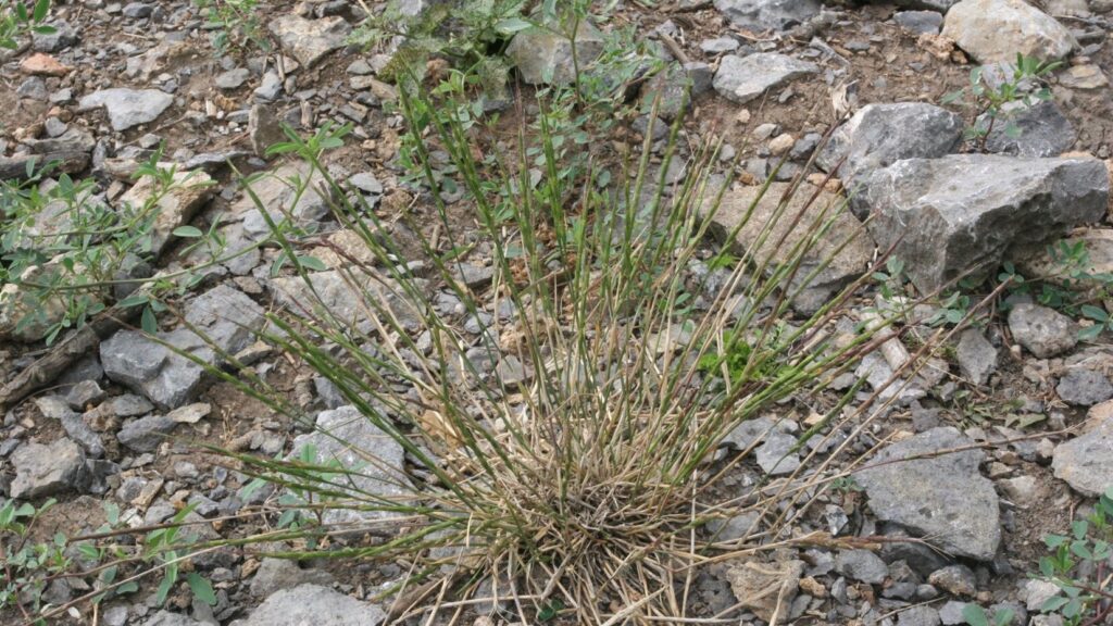 Jointed goatgrass identified in Christina Lake