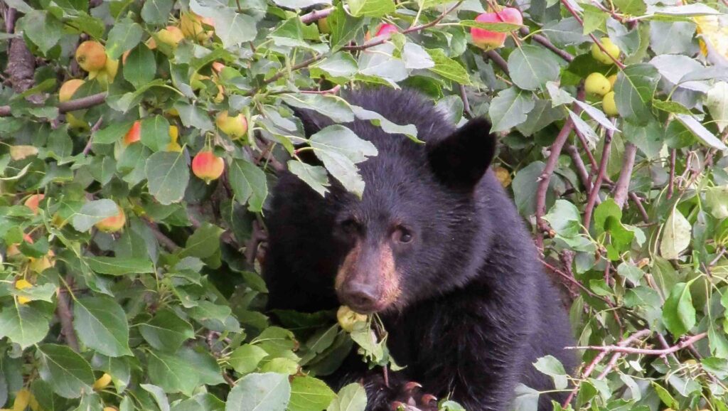Fewer black bears destroyed in the Kootenays in 2025