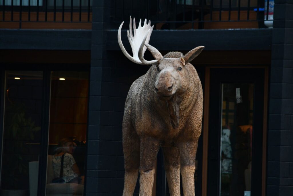 Bruce the Moose’s Antler No Longer on the Loose