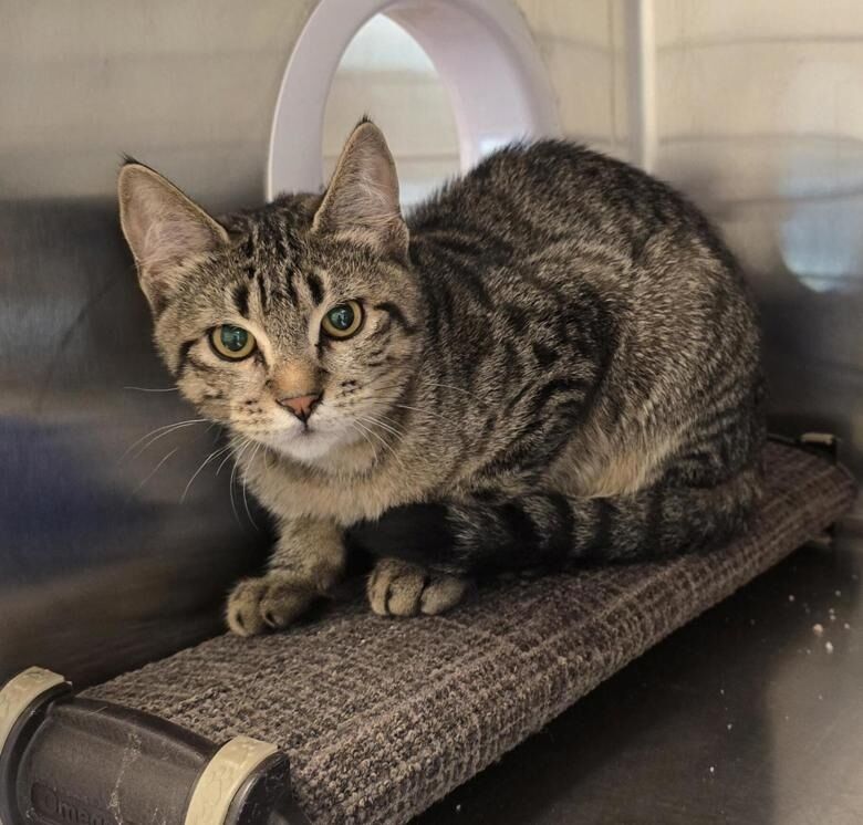 Quiet and gentle cat looking for forever home