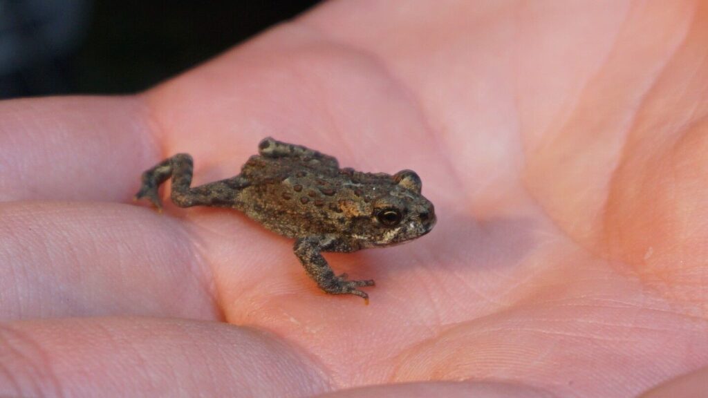 Toadfest returns to Summit Lake this August