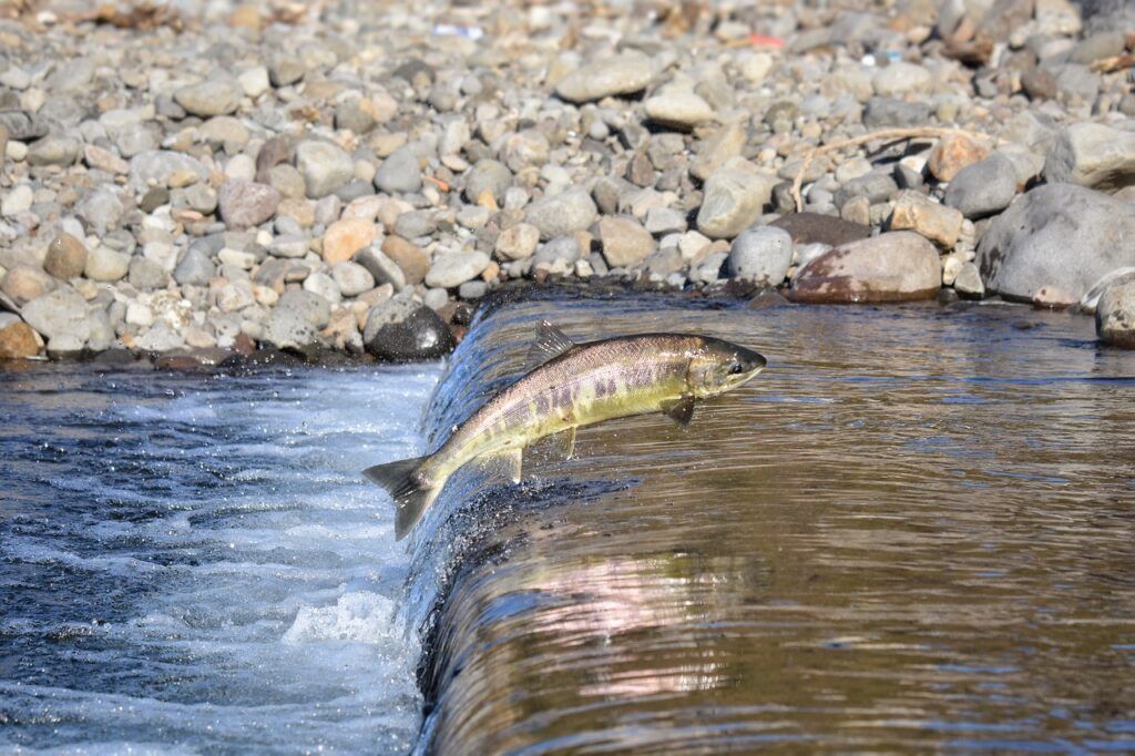 Low salmon numbers delay Lake Babine Nation food fishery opening