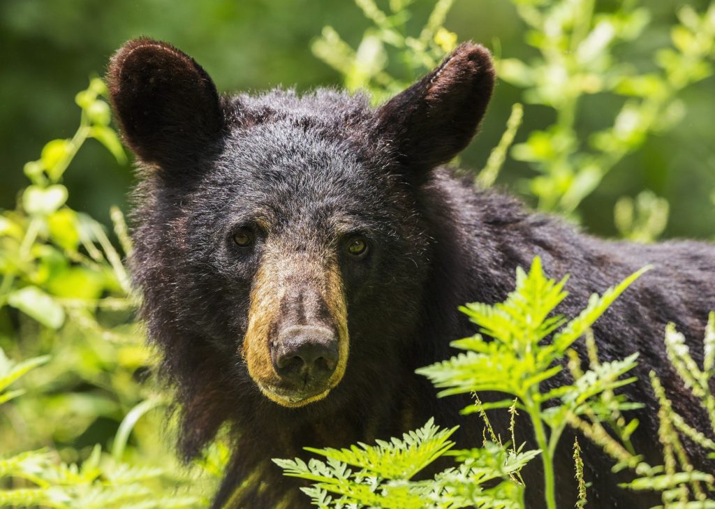 Good berry year equals good bear year in Castlegar