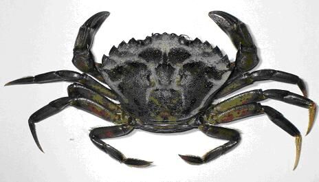 Invasive crabs drift into Salish Sea, threatening native species 
