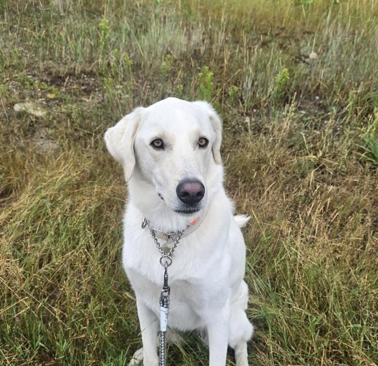 A loving Akbash pup is looking for her forever home!