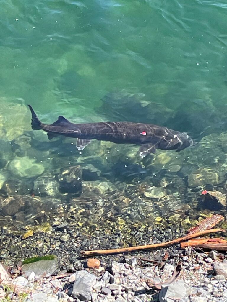 Fisheries and Oceans looking for entangled Trail sturgeon