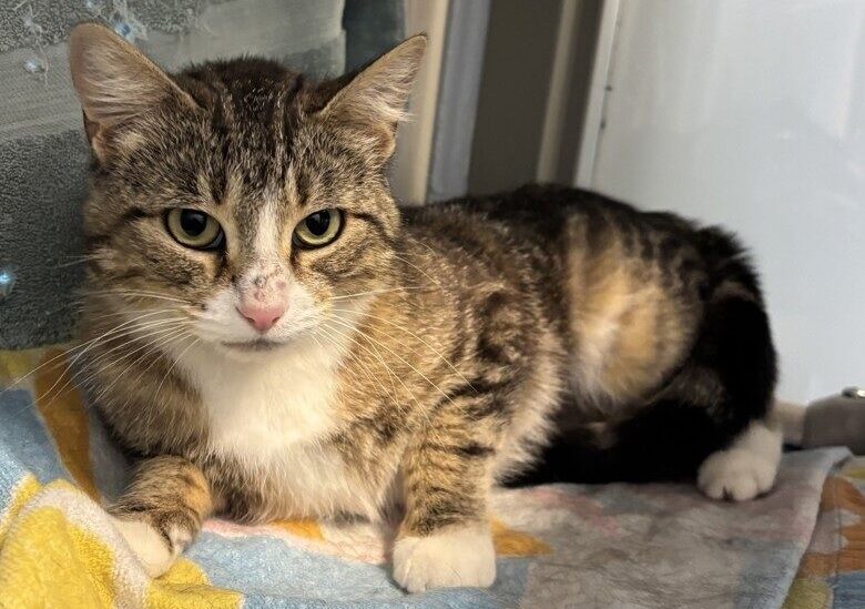 The most Purrfect kitty looks for forever home