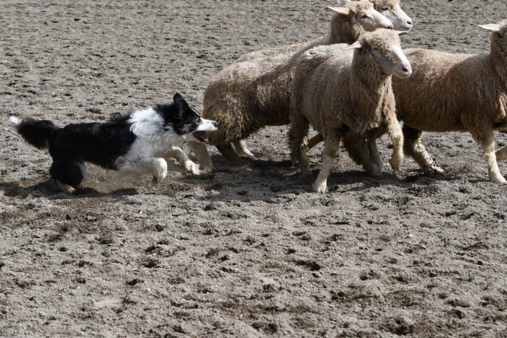 Cariboo Stock Dogs give Quesnel spectators a reason to have a “howl”