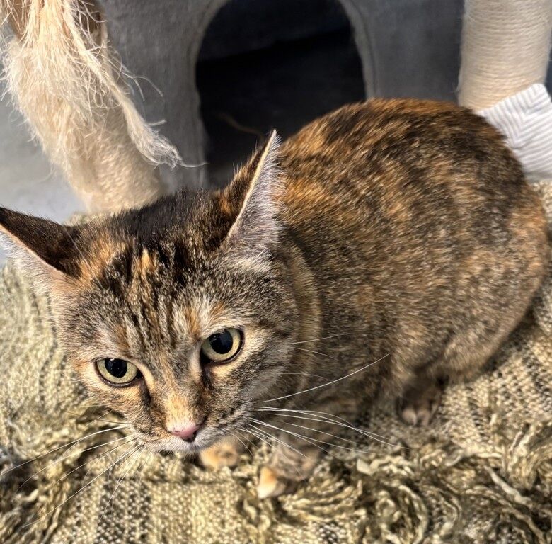 SPCA cat Sophie ready for a new home