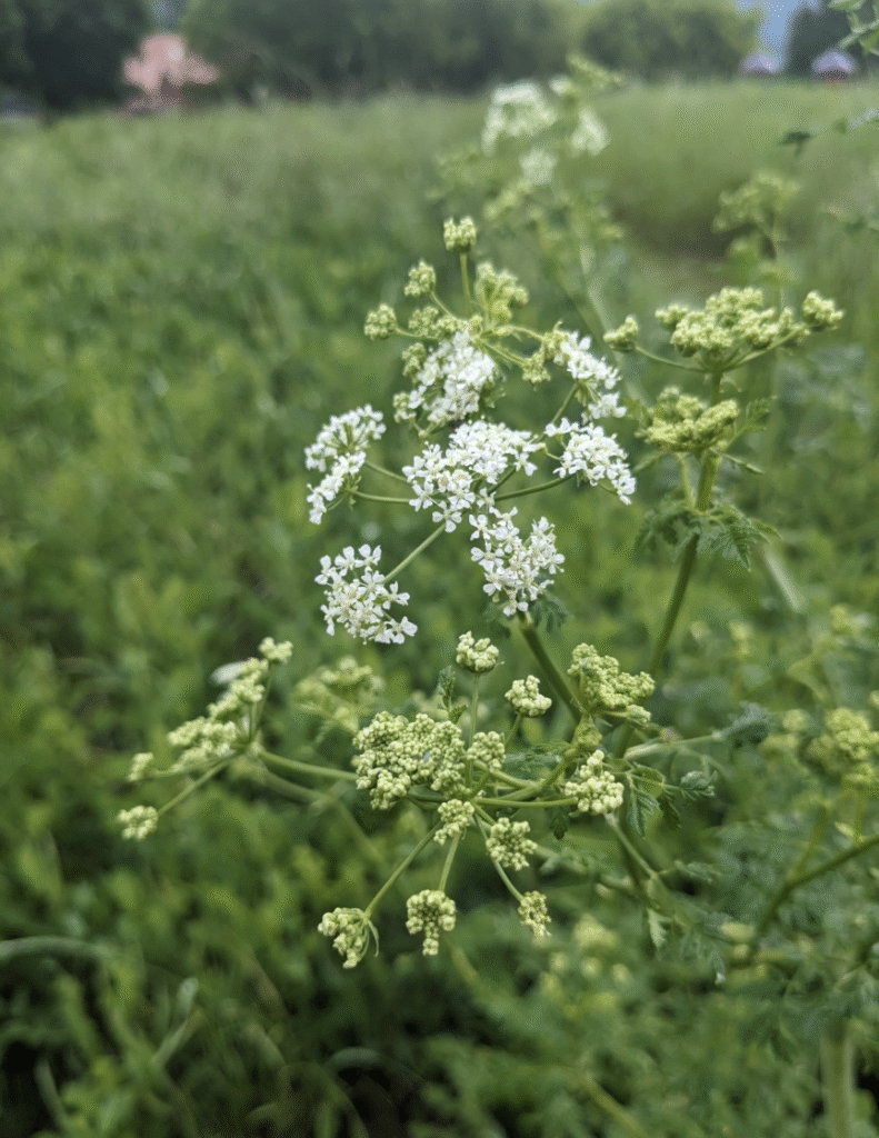 Pull poison hemlock, get paid in Creston